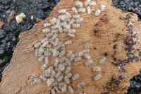 Corythucha ciliata