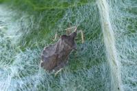 Enoplops scapha