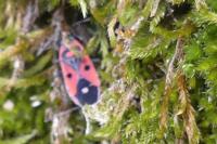 Melanocoryphus albomaculatus