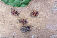 Pyrrhocoris apterus