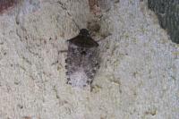 Rhaphigaster nebulosa