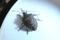 Halyomorpha halys