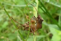Coreus marginatus