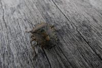 Rhaphigaster nebulosa