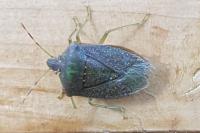 Nezara viridula