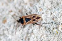 Xanthochilus quadratus