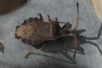 Enoplops scapha