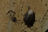 Rhaphigaster nebulosa