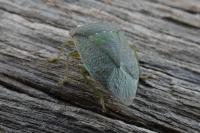 Nezara viridula