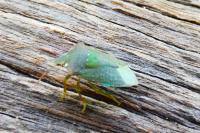 Nezara viridula