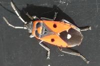 Melanocoryphus albomaculatus
