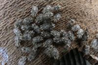 Corythucha ciliata