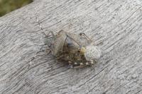 Rhaphigaster nebulosa
