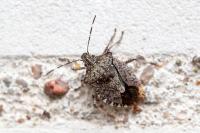 Halyomorpha halys