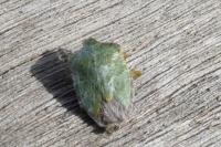 Palomena prasina