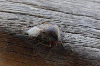 Rhaphigaster nebulosa
