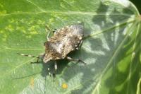 Rhaphigaster nebulosa