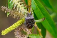 Rhaphigaster nebulosa