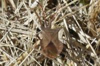 Coreus marginatus