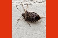 Halyomorpha halys