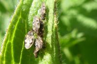 Dictyla humuli