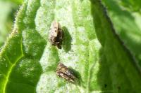 Dictyla humuli