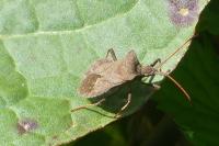 Coreus marginatus