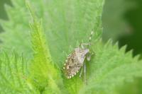 Rhaphigaster nebulosa