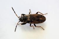 Megalonotus sabulicola