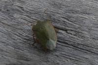 Nezara viridula