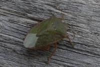 Nezara viridula