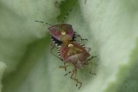 Dolycoris baccarum