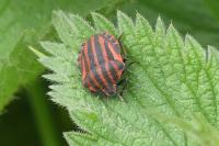 Graphosoma italicum