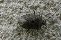 Rhaphigaster nebulosa