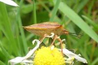 Carpocoris