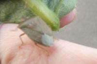 Nezara viridula