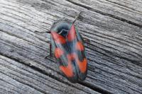 Cercopis vulnerata