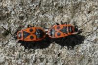 Pyrrhocoris apterus