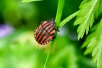 Graphosoma italicum