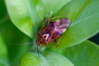 Lygus pratensis