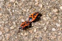 Pyrrhocoris apterus