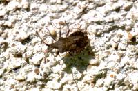 Enoplops scapha