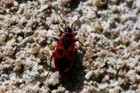 Pyrrhocoris apterus