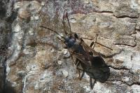 Rhyparochromus vulgaris