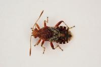 Rhopalus subrufus