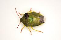 Piezodorus lituratus