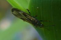 Ischnodemus sabuleti