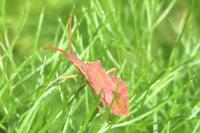 Haploprocta sulcicornis