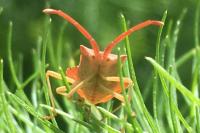 Haploprocta sulcicornis