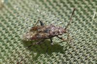 Stictopleurus punctatonervosus